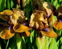 Beige brown flowers with blue honey marks